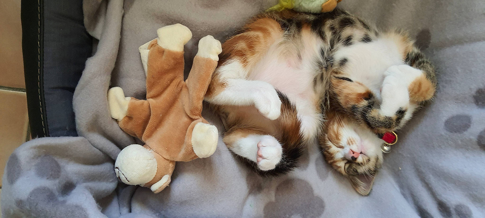 Rony participe au concours pour gagner de l'argent avec cette photo : canidae, carnivore, cat, claw, comfort, companion_dog, dog_breed, fawn, felidae, foot, fur, nap, natural_material, paw, small_to_medium_sized_cats, sporting_group, tail, terrestrial_animal, whiskers, wood