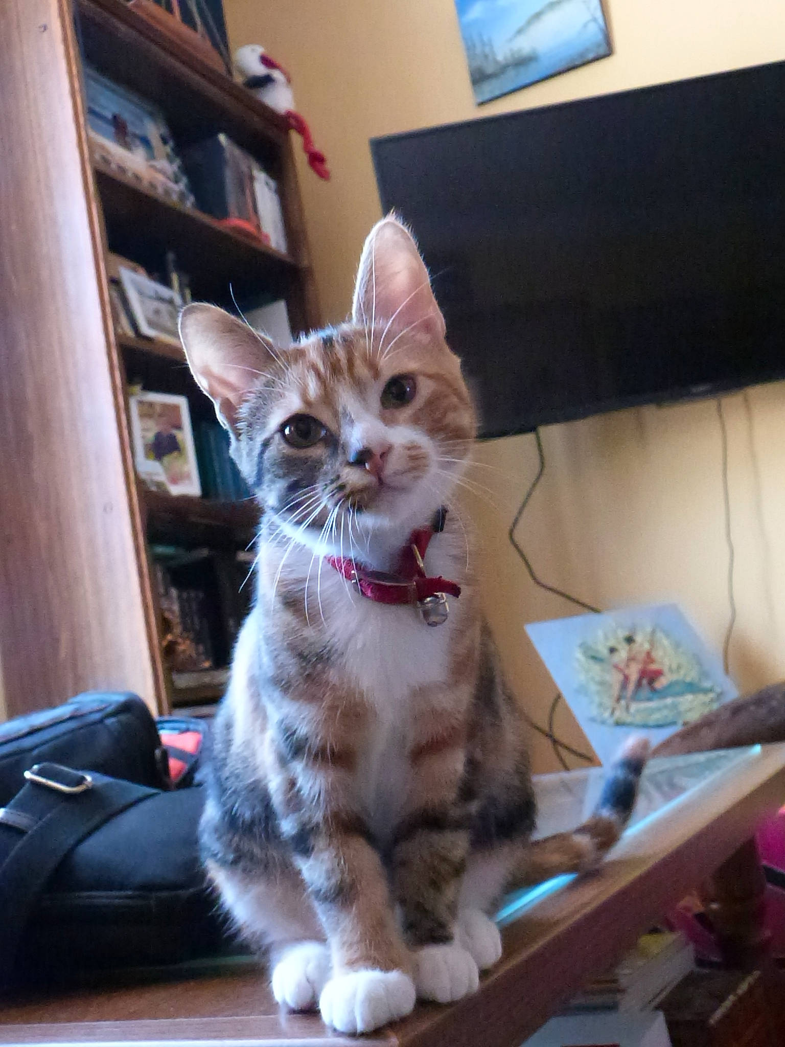 Rony participe au concours pour gagner de l'argent avec cette photo : bookcase, box, carnivore, cat, comfort, couch, domestic_short_haired_cat, fawn, felidae, fur, paw, room, shelf, shelving, sitting, small_to_medium_sized_cats, snout, tail, television, whiskers