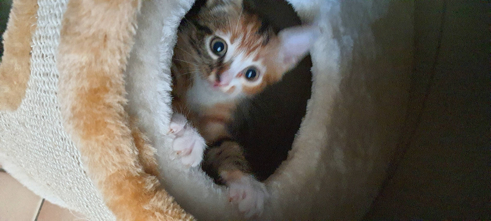 Rony a rejoint le concours — aidez-le/la à gagner de superbes lots ! carnivore, cat, claw, domestic_short_haired_cat, ear, eyelash, fang, fawn, felidae, fur, paw, small_to_medium_sized_cats, snout, terrestrial_animal, whiskers, window