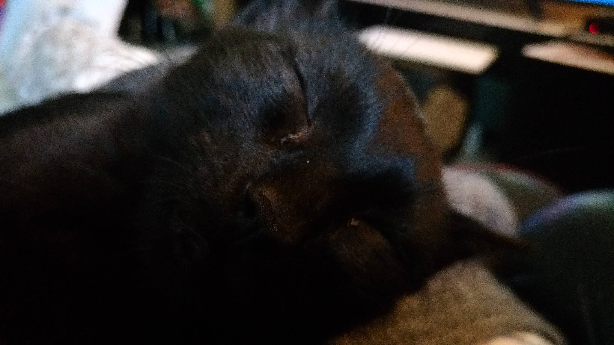 Pitou a rejoint le concours — aidez-le/la à gagner de superbes lots ! black_cat, canidae, carnivore, cat, ear, felidae, mouth, puppy, snout, sporting_group, whiskers