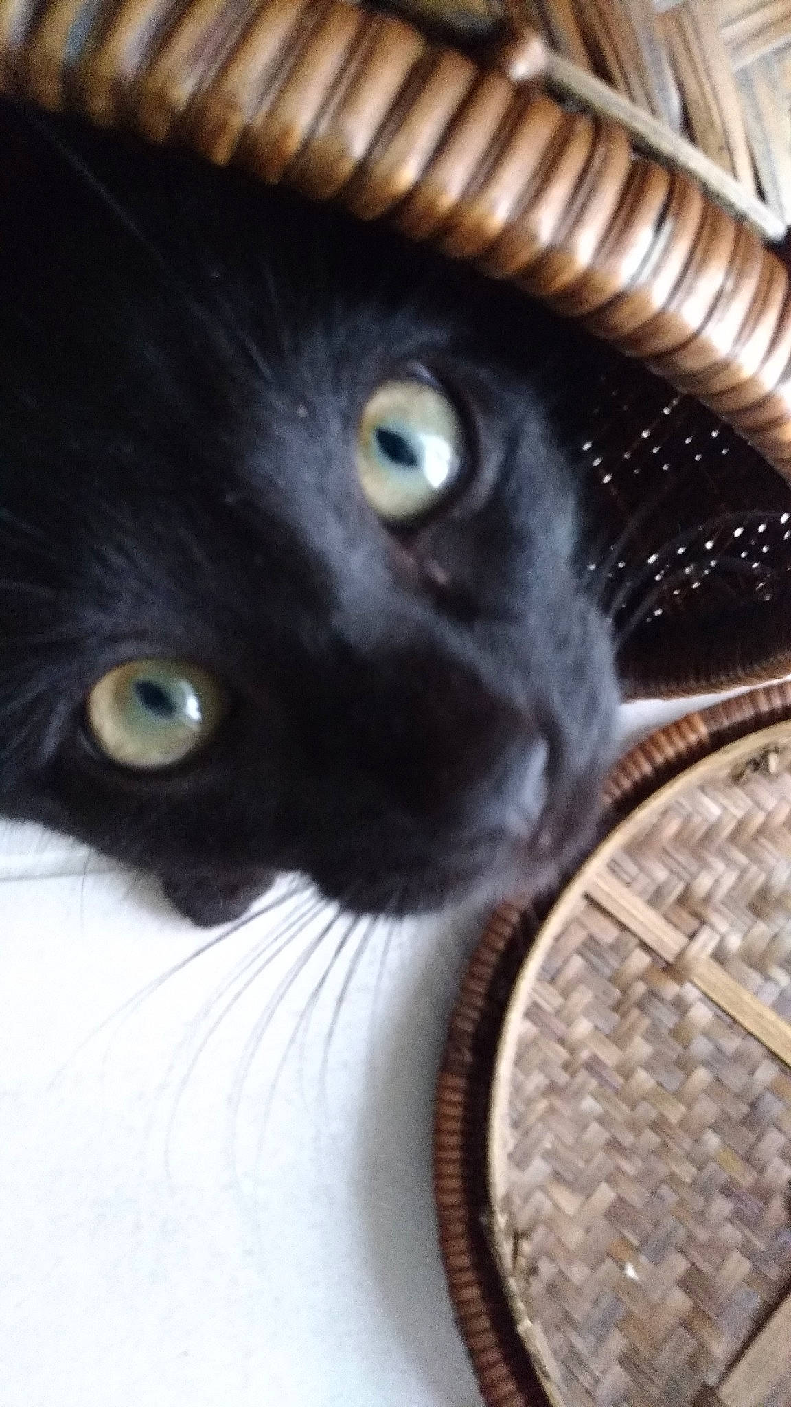 Pitou a rejoint le concours — aidez-le/la à gagner de superbes lots ! black_cat, carnivore, cat, close_up, domestic_short_haired_cat, eye, felidae, fur, iris, nose, photography, small_to_medium_sized_cats, snout, whiskers