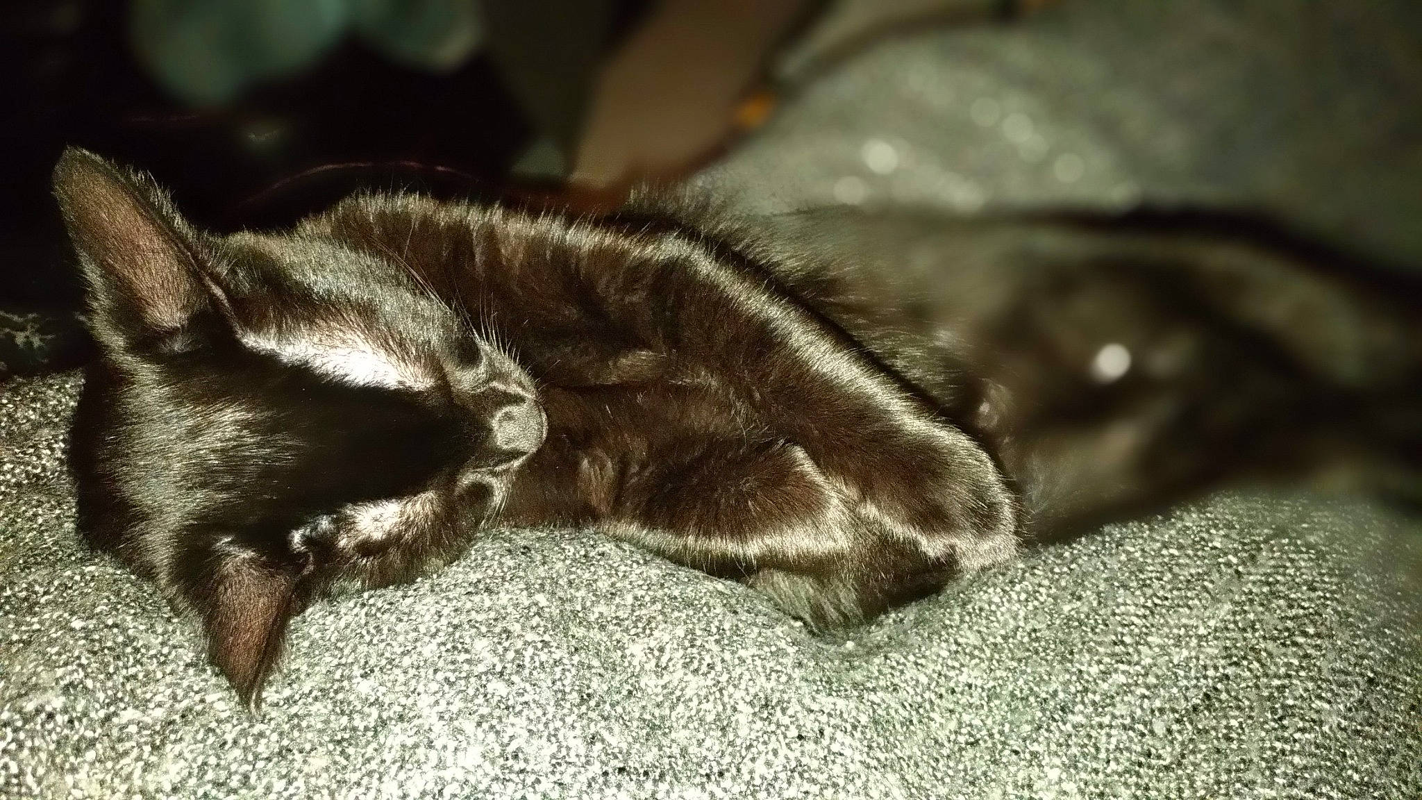 Pitou participe au concours pour gagner de l'argent avec cette photo : asian, black_and_white, carnivore, cat, claw, close_up, domestic_short_haired_cat, ear, european_shorthair, felidae, fur, kitten, monochrome, paw, sleep, small_to_medium_sized_cats, snout, tabby_cat, tail, whiskers