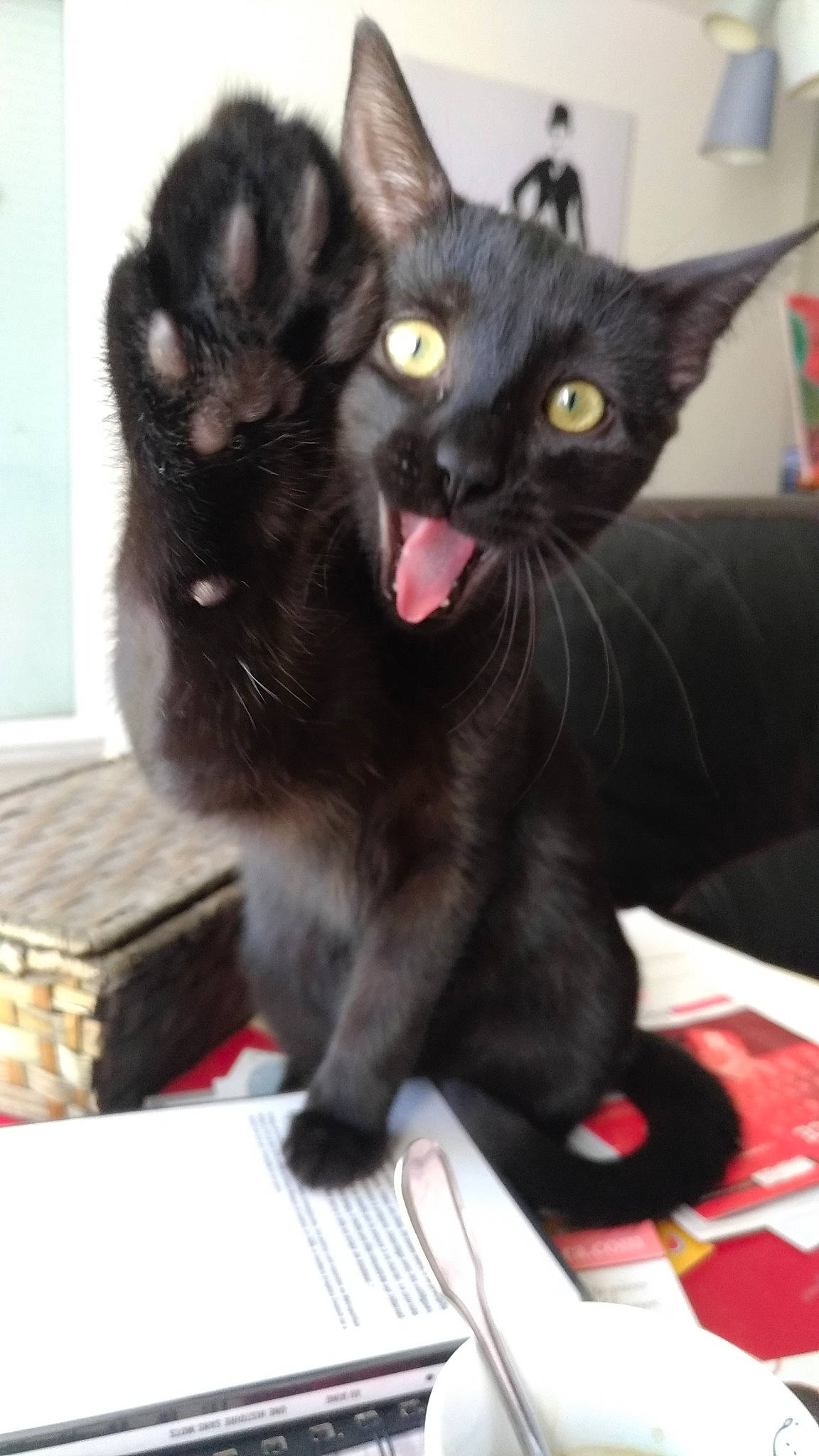 Pitou a rejoint le concours — aidez-le/la à gagner de superbes lots ! asian, black_cat, bombay, carnivore, cat, claw, domestic_short_haired_cat, ear, felidae, kitten, korat, mammal, polydactyl_cat, small_to_medium_sized_cats, vertebrate, whiskers