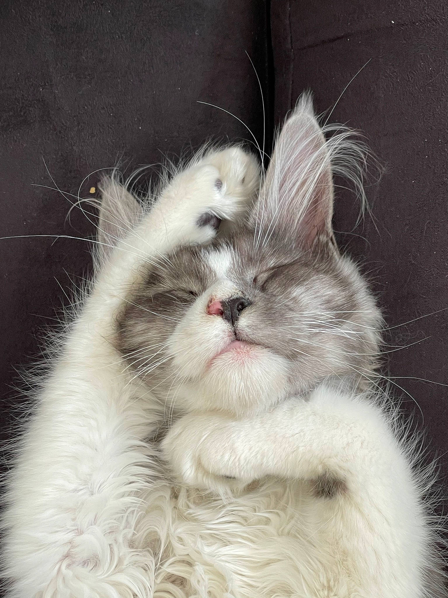 Taya a rejoint le concours — aidez-le/la à gagner de superbes lots ! carnivore, cat, claw, comfort, event, fawn, felidae, fur, paw, photo_caption, ragdoll, small_to_medium_sized_cats, snout, tail, terrestrial_animal, whiskers