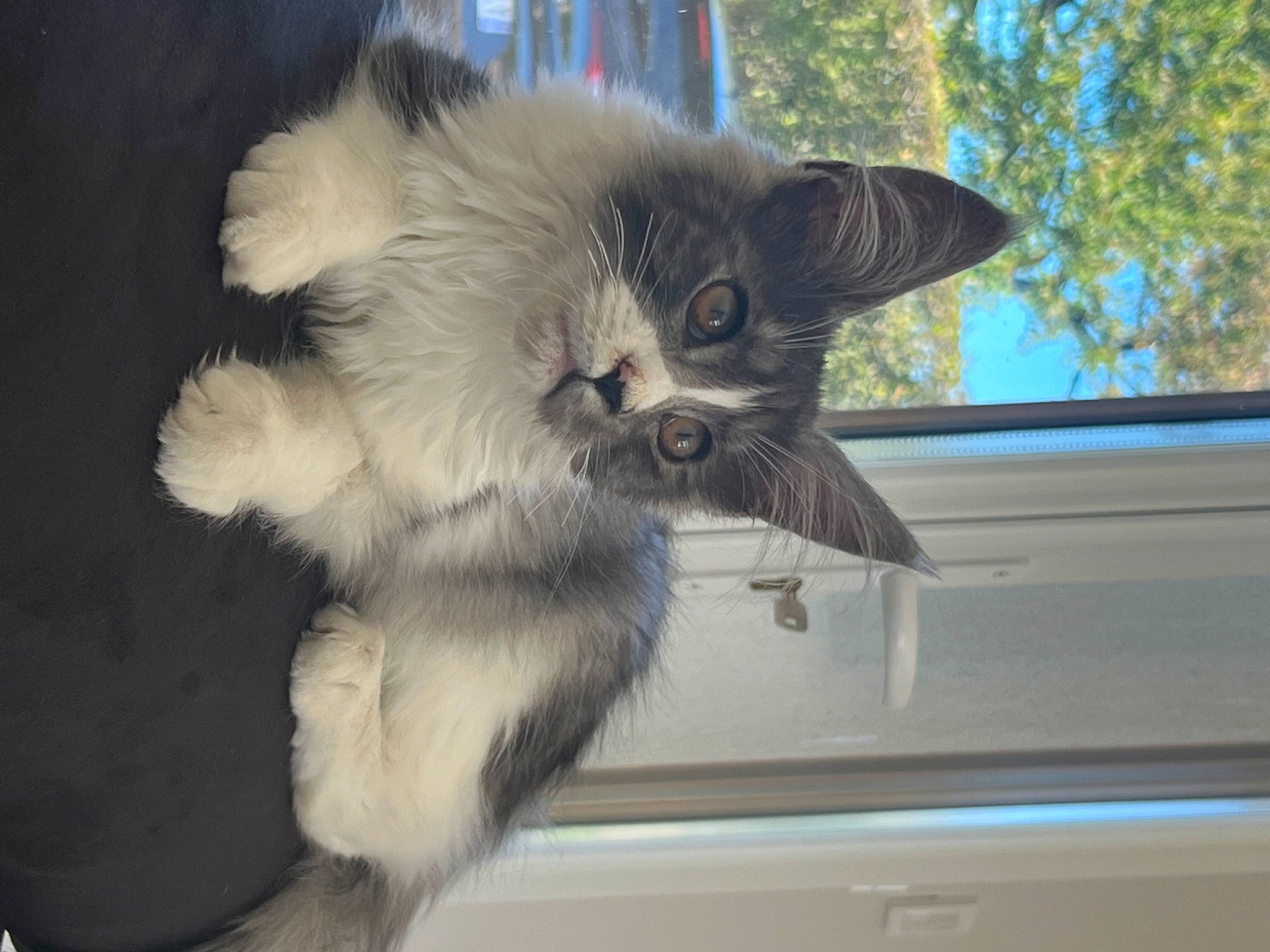 Taya a rejoint le concours — aidez-le/la à gagner de superbes lots ! british_longhair, carnivore, cat, chair, claw, domestic_short_haired_cat, fawn, felidae, fur, paw, photo_caption, plant, ragdoll, small_to_medium_sized_cats, snout, tail, tree, whiskers, window