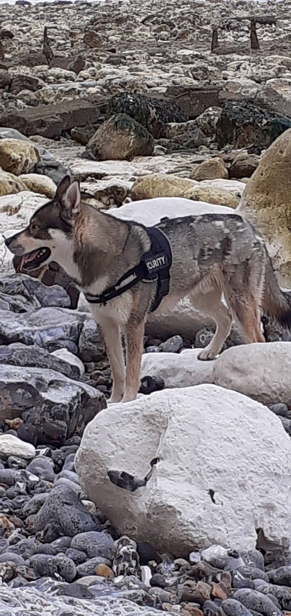 Bayron a rejoint le concours — aidez-le/la à gagner de superbes lots ! boulder, canidae, carnivore, dog, fawn, geological_phenomenon, rock