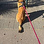 animal, black, brown, canine, crosswalk, curious, daytime, dog, harness, leash, outdoor, pavement, pet, pole, shadow, sidewalk, street, sunlight, urban, walking