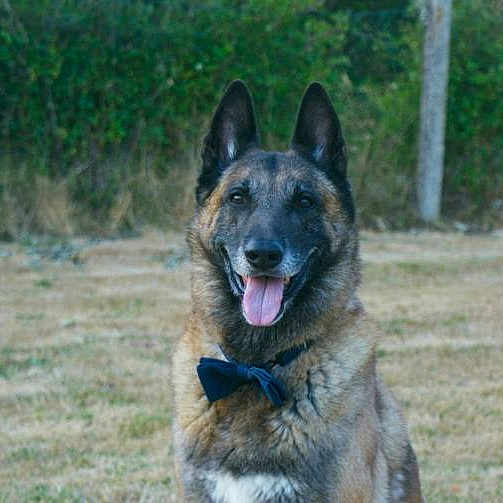 Diesel
