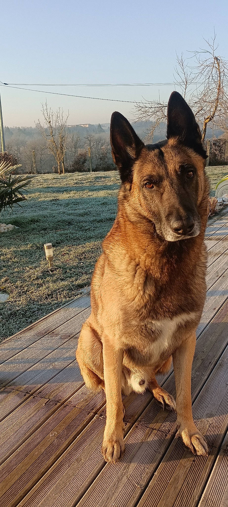 Diesel participe au concours pour gagner de l'argent avec cette photo : canidae, carnivore, dog, dog_breed, fawn, fur, german_shepherd_dog, herding_dog, plant, sky, snout, sporting_group, street_dog, tail, terrestrial_animal, whiskers, wildlife, wood, working_animal, working_dog