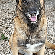 Diesel a rejoint le concours — aidez-le/la à gagner de superbes lots ! animal, background, black, brown, canine, closeup, dog, ears, face, fur, german_shepherd, gravel, happy, mouth, outdoor, pets, sitting, tongue_out, white, wood