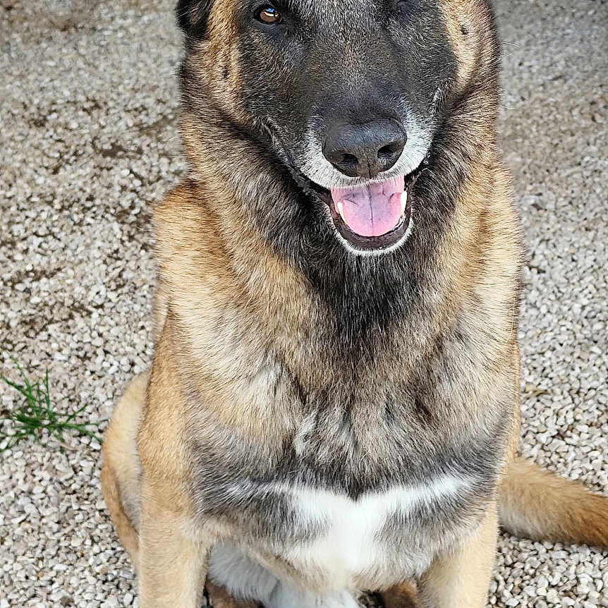 Diesel a rejoint le concours — aidez-le/la à gagner de superbes lots ! animal, background, black, brown, canine, closeup, dog, ears, face, fur, german_shepherd, gravel, happy, mouth, outdoor, pets, sitting, tongue_out, white, wood