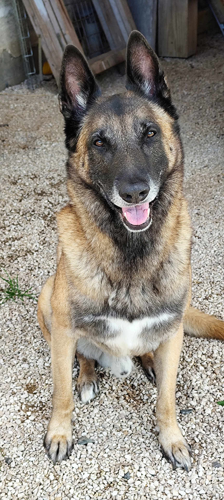 Diesel