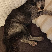 Kinder a rejoint le concours — aidez-le/la à gagner de superbes lots ! blanket, brown_fur, couch, cozy, curly_fur, cushion, date_stamp, dog, furniture, home, indoors, lying_down, nap, pet, pillows, portrait, relaxed, sleeping, small_dog, sofa