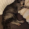 dog, sleeping, sofa, couch, pillows, indoors, pet, curly_fur, small_dog, relaxed, nap, cozy, home, furniture, blanket, cushion, portrait, brown_fur, lying_down, date_stamp