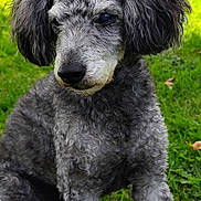 Kinder participe au concours pour gagner de l'argent avec cette photo : animal, canine, companion, curly_fur, dog, domestic_animal, ears, fluffy, friendly, grass, gray_fur, mammal, nature, outdoor, paw, pet, poodle, portrait, sitting, sunlight