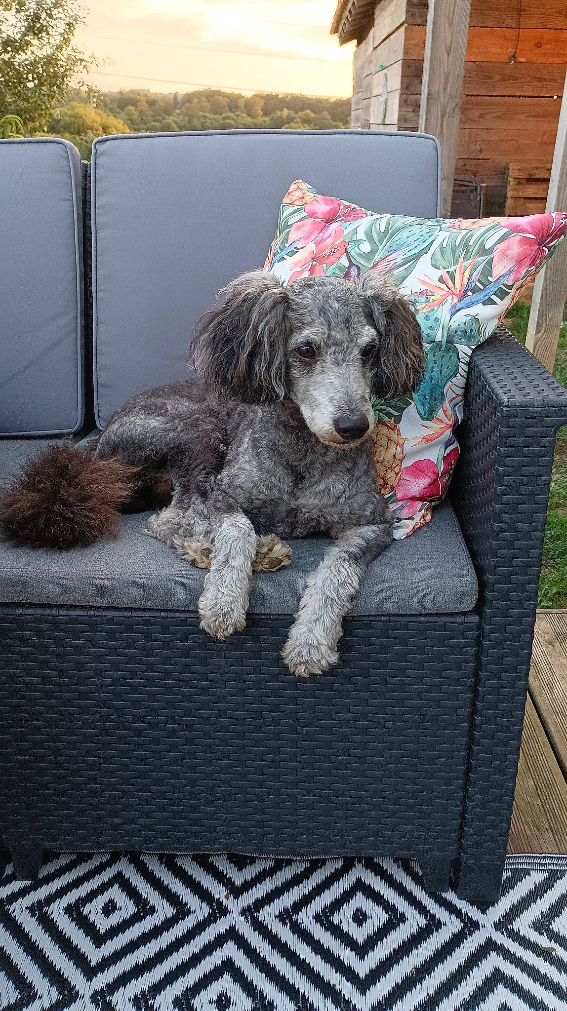 Kinder a rejoint le concours — aidez-le/la à gagner de superbes lots ! carnivore, chair, companion_dog, couch, creative_arts, dog, dog_breed, dog_supply, flooring, fur, linens, outdoor_furniture, pattern, plant, rectangle, sporting_group, terrier, toy_dog, water_dog, working_animal