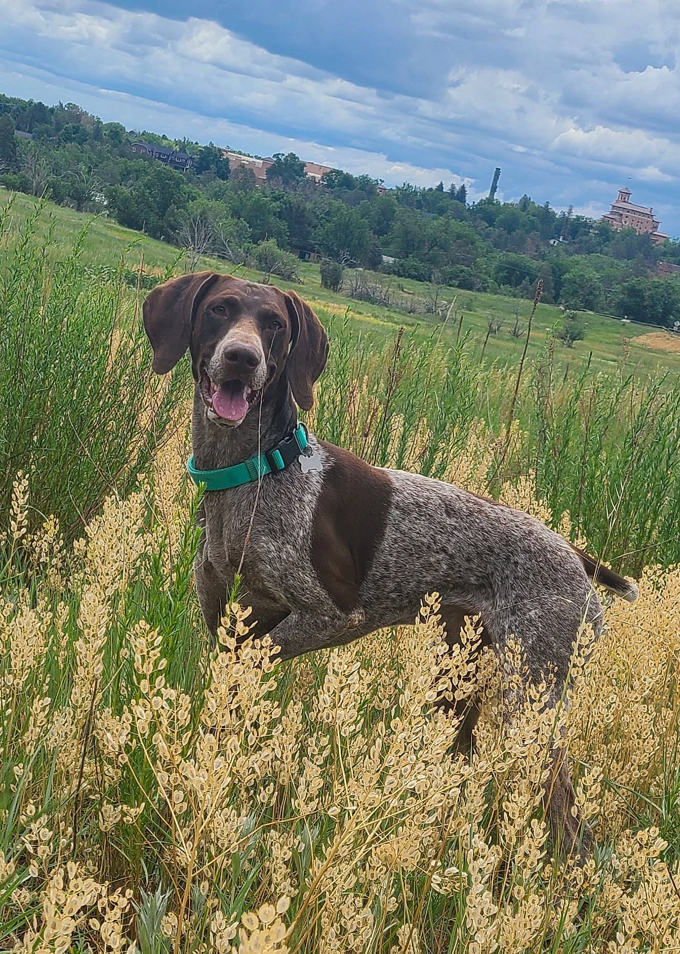 Renegade joined the competition — help win amazing prizes! carnivore, cloud, collar, companion_dog, dog, dog_breed, dog_collar, fawn, flower, grass, grassland, gun_dog, landscape, liver, meadow, plant, shrub, sky, water_dog, working_animal