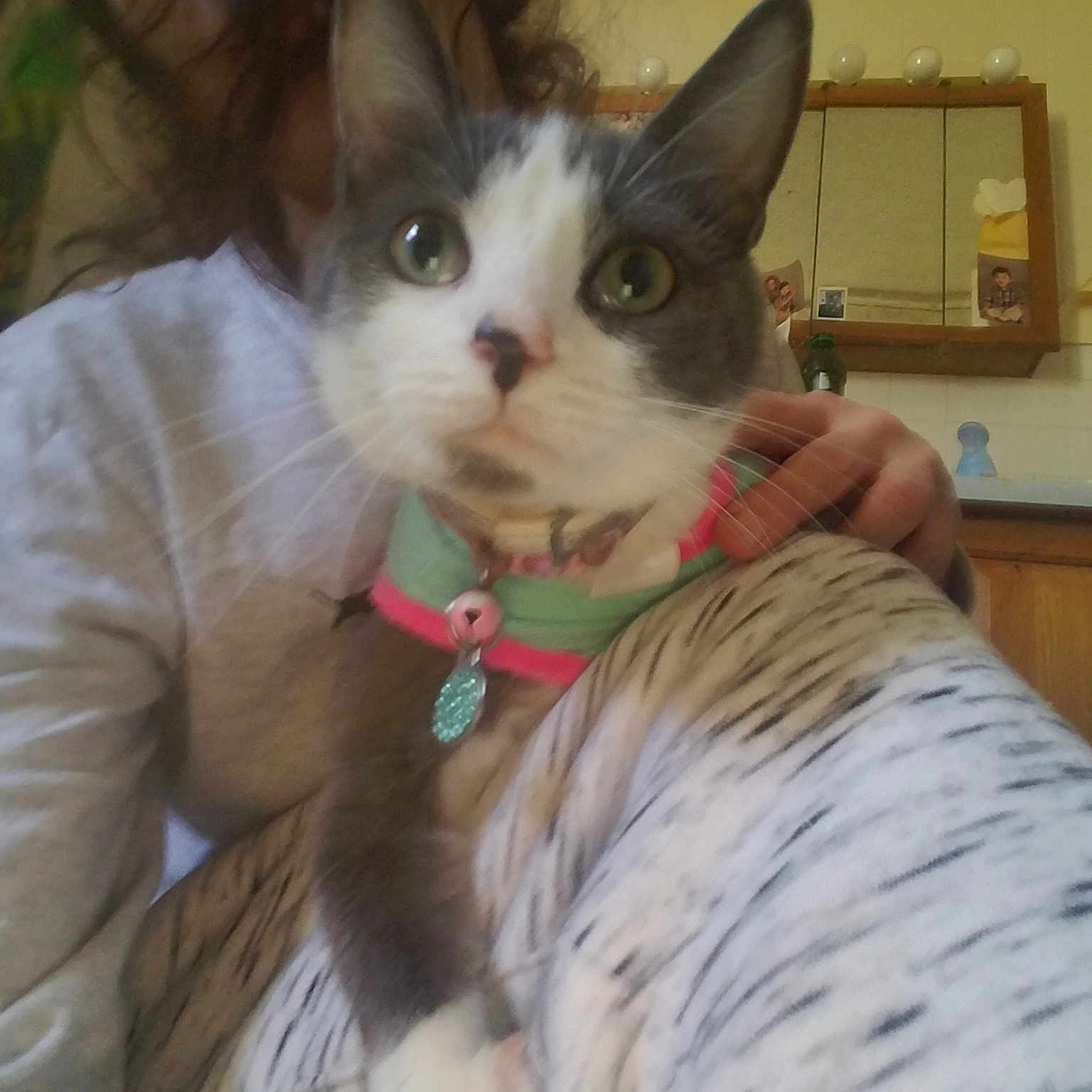 Princess Isabella joined the competition — help win amazing prizes! aegean_cat, asian, carnivore, cat, domestic_short_haired_cat, ear, european_shorthair, felidae, german_rex, kitten, mammal, small_to_medium_sized_cats, turkish_van, whiskers