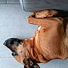 dog, brown_dog, lying_down, floor, tile_floor, indoor, pet, canine, resting, side_view, fur, animal, relaxed, cozy, paw, snout, ear, home, domestic_animal, quiet