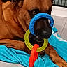 dog, brown_dog, toy, plastic_rings, blue_blanket, indoor, pet, animal, mouth, playful, curious, floor, resting, ears, paw, snout, closeup, canine, pet_toy, relaxed