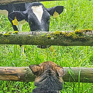 Gaïa a rejoint le concours — aidez-le/la à gagner de superbes lots ! dog, cow, fence, grass, moss, outdoor, animal, nature, greenery, curious, ears, farm, pasture, wood, rural, tagged_cow, leash, back_view, head, interaction