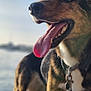 Gaïa participe au concours pour gagner de l'argent avec cette photo : dog, tongue_out, collar, leash, water, outdoor, sunlight, happy, pet, canine, closeup, smiling, nature, animal, daytime, fur, standing, blurred_background, sky, rock