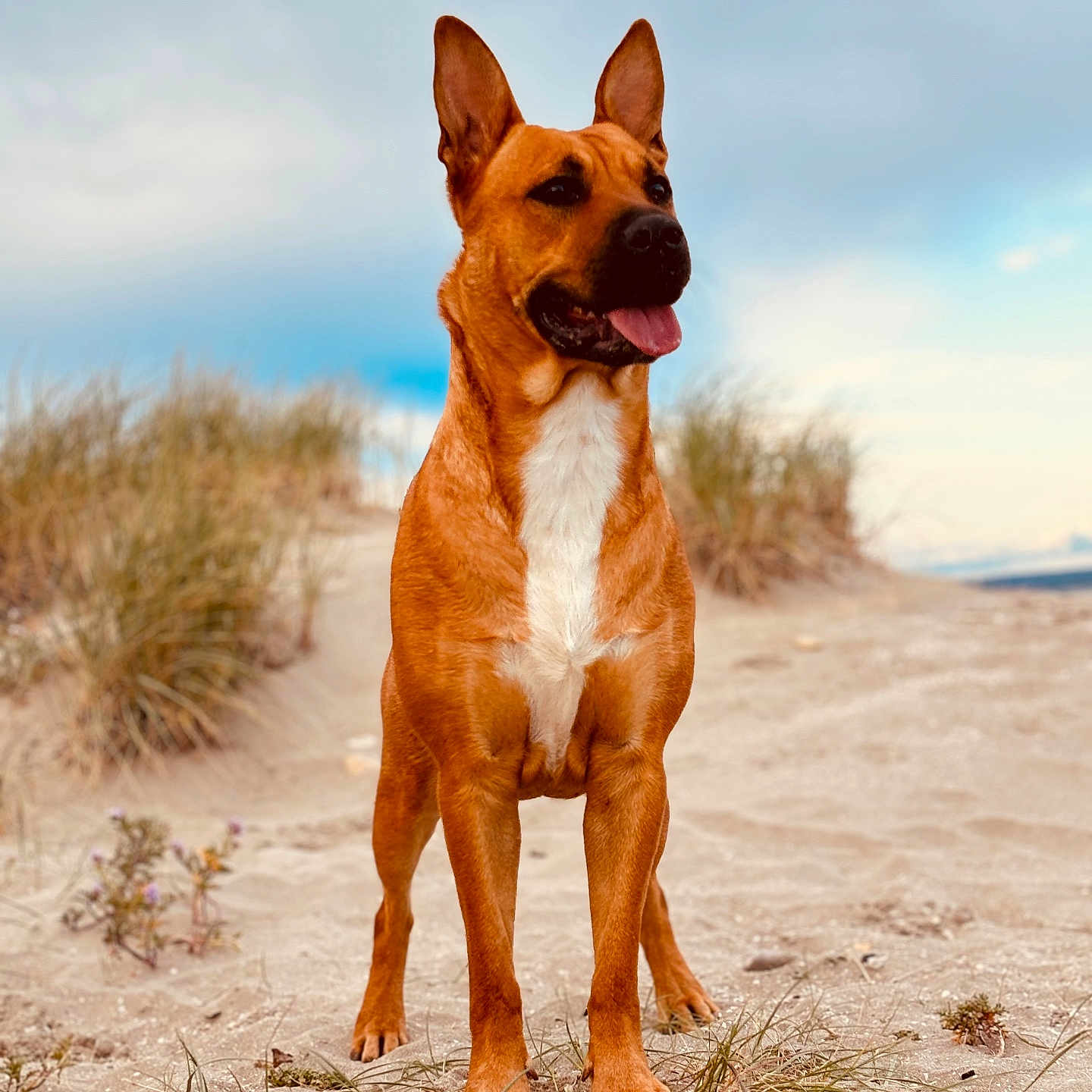 Kanelle participe au concours pour gagner de l'argent avec cette photo : accessories, animal, beach, boxer, bulldog, canine, dog, germanshepherd, horizon, hound, nature, outdoors, pet, pitbull, puppy, sand, sky, soil, strap, wood