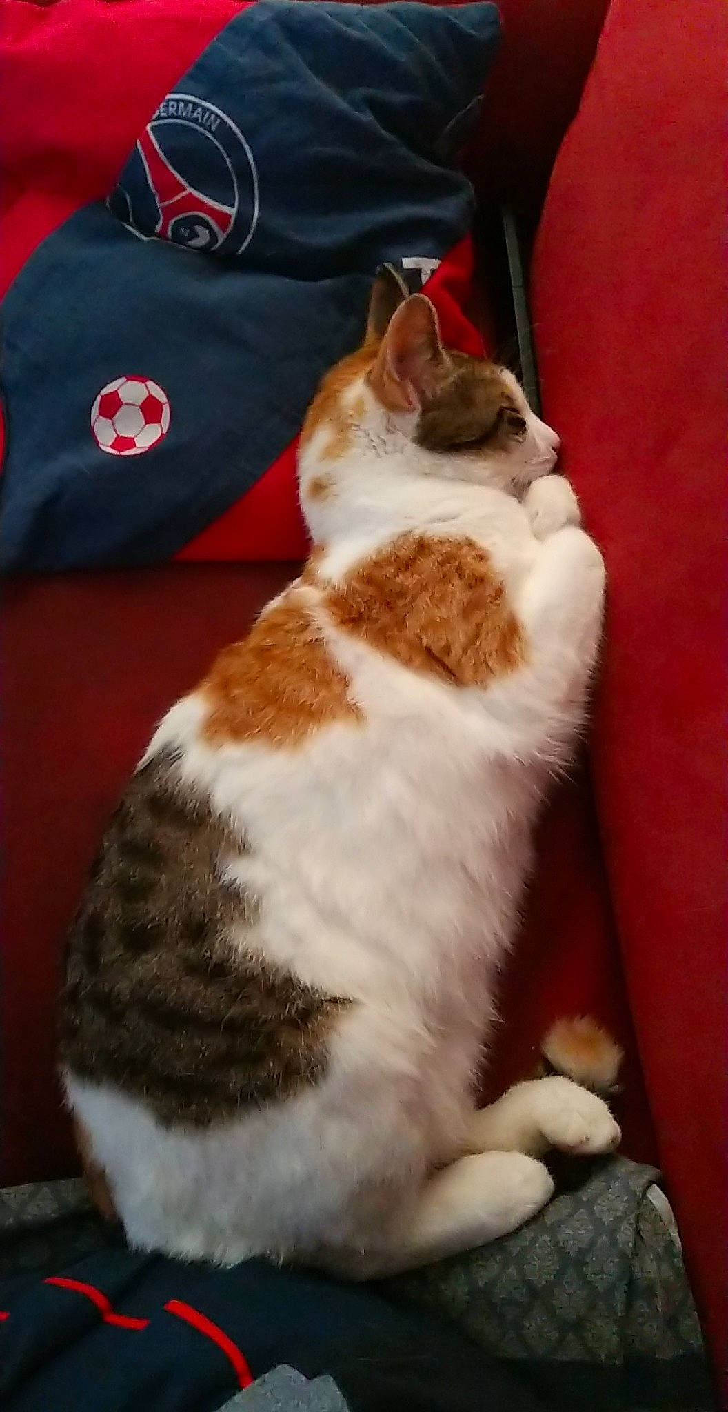 Oups participe au concours pour gagner de l'argent avec cette photo : carnivore, cat, claw, comfort, domestic_short_haired_cat, fawn, felidae, food, foot, fur, human_leg, lap, paw, sleeve, small_to_medium_sized_cats, snout, t_shirt, tail, whiskers, wood