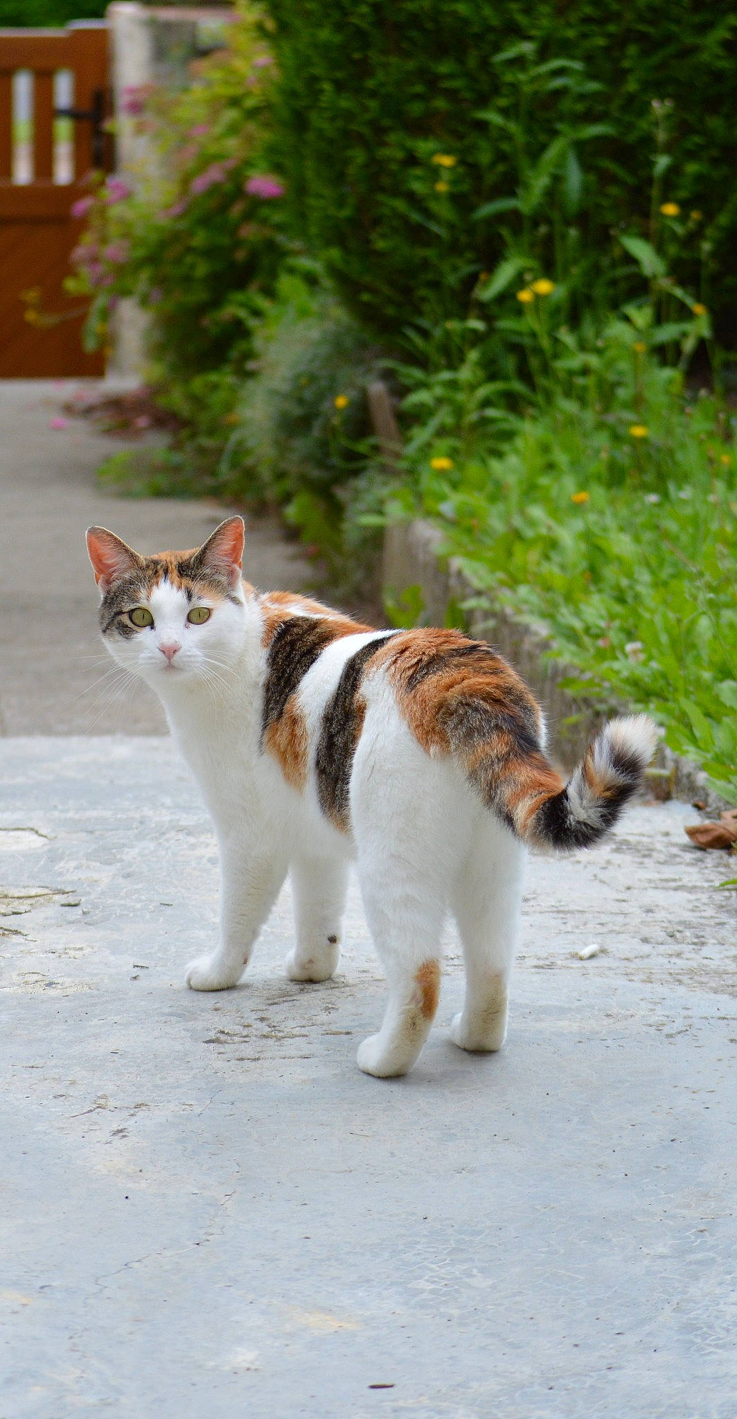 Oups participe au concours pour gagner de l'argent avec cette photo : asphalt, carnivore, cat, collar, domestic_short_haired_cat, felidae, fur, grass, mammal, plant, road, road_surface, small_to_medium_sized_cats, snout, street, tail, terrestrial_animal, tree, vertebrate, whiskers