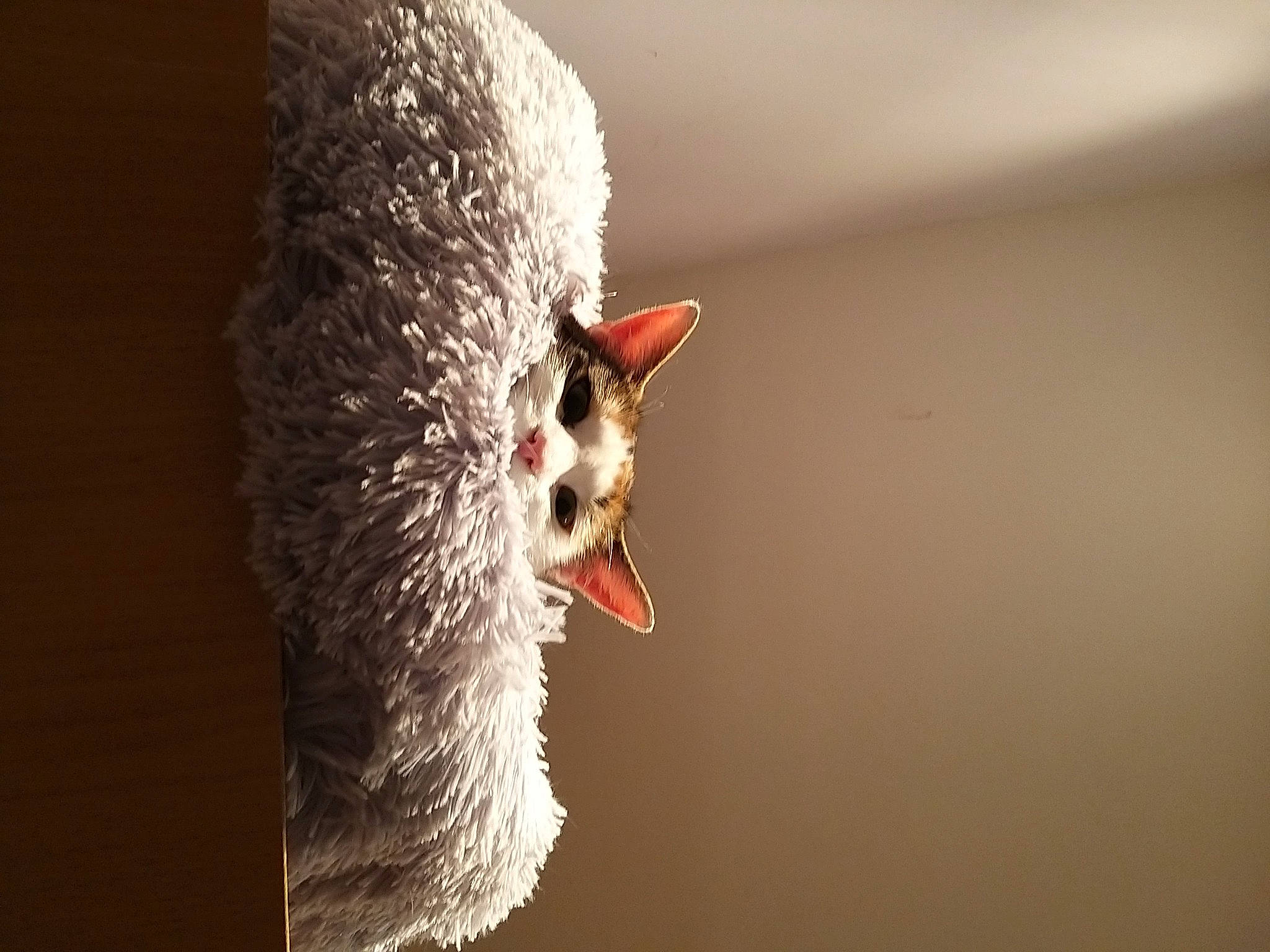 Oups a rejoint le concours — aidez-le/la à gagner de superbes lots ! beak, carnivore, claw, fang, felidae, flash_photography, fur, macro_photography, paw, shout, small_to_medium_sized_cats, snout, tail, terrestrial_animal, whiskers, wildlife, yawn