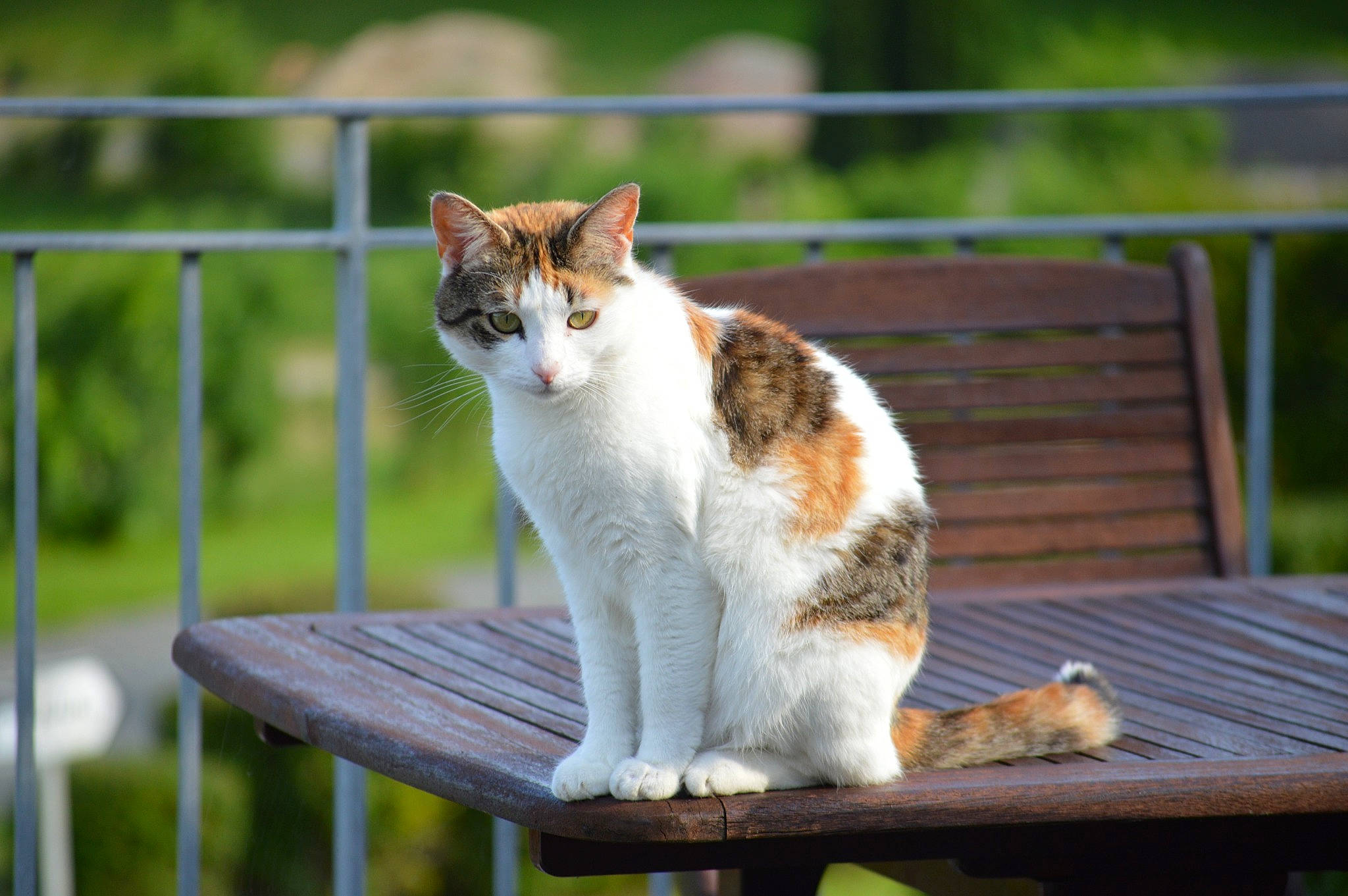 Oups participe au concours pour gagner de l'argent avec cette photo : bench, carnivore, cat, domestic_short_haired_cat, eye, fawn, felidae, fence, fur, furniture, grass, outdoor_bench, outdoor_furniture, plant, small_to_medium_sized_cats, snout, table, tail, whiskers, wood