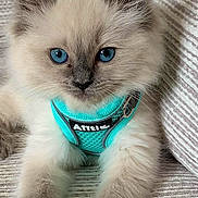 Snoopy is registered to the contest to win money with this photo: kitten, cat, blue_eyes, fluffy, pet, harness, turquoise, fur, animal, cute, domestic_cat, young_cat, whiskers, relaxing, indoor, couch, closeup, face, paws, feline