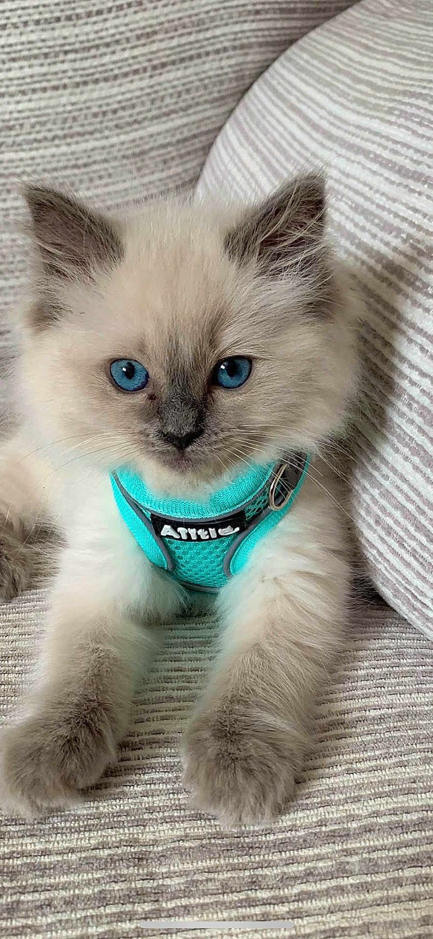 Snoopy is registered to the contest to win money with this photo: kitten, cat, blue_eyes, fluffy, pet, harness, turquoise, fur, animal, cute, domestic_cat, young_cat, whiskers, relaxing, indoor, couch, closeup, face, paws, feline