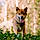 Benson