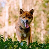 dog, shiba_inu, animal, pet, outdoor, nature, greenery, tongue_out, happy, fur, collar, tag, portrait, canine, grass, sunlight, blurred_background, playful, smiling, forest