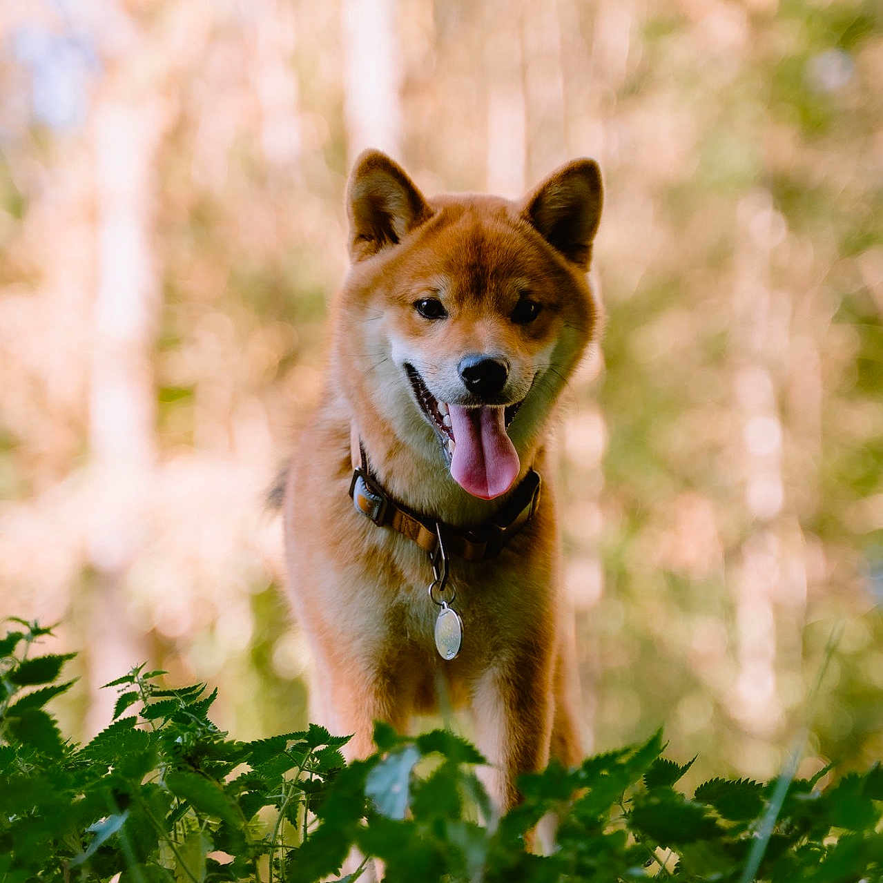 Benson a rejoint le concours — aidez-le/la à gagner de superbes lots ! dog, shiba_inu, animal, pet, outdoor, nature, greenery, tongue_out, happy, fur, collar, tag, portrait, canine, grass, sunlight, blurred_background, playful, smiling, forest