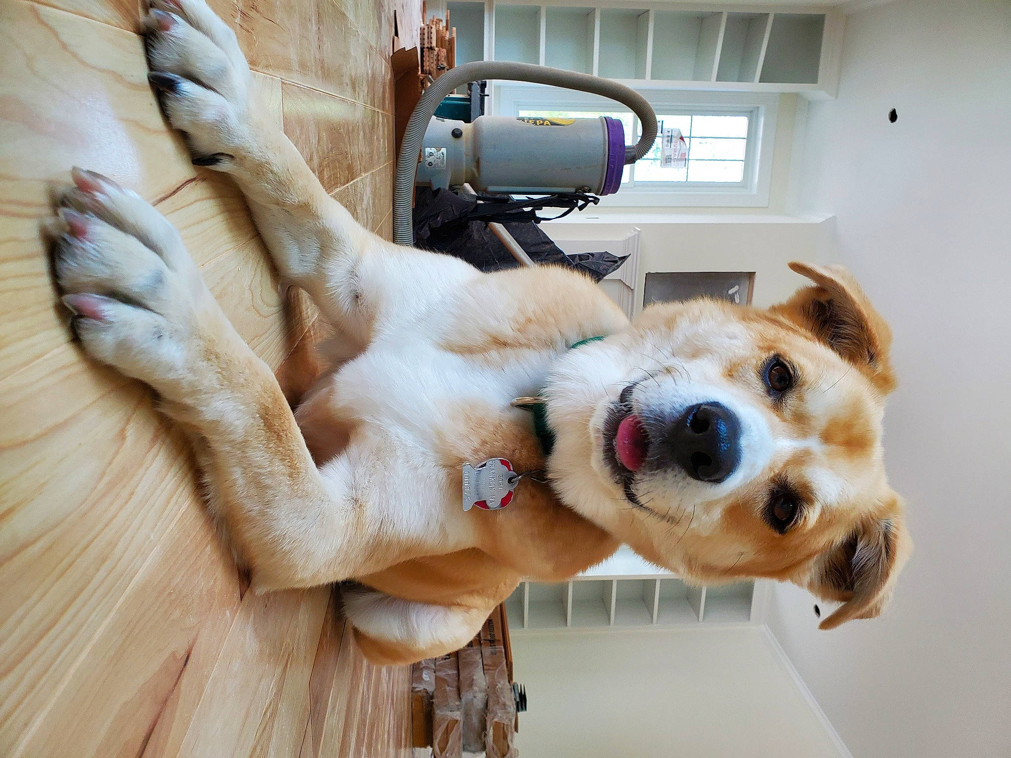 Pete is registered to the contest to win money with this photo: carnivore, collar, companion_dog, dog, dog_breed, dog_collar, eyewear, fawn, fur, gesture, selfie, snout, sporting_group, thumb, vehicle_door, whiskers, window, wood, working_animal, wrist