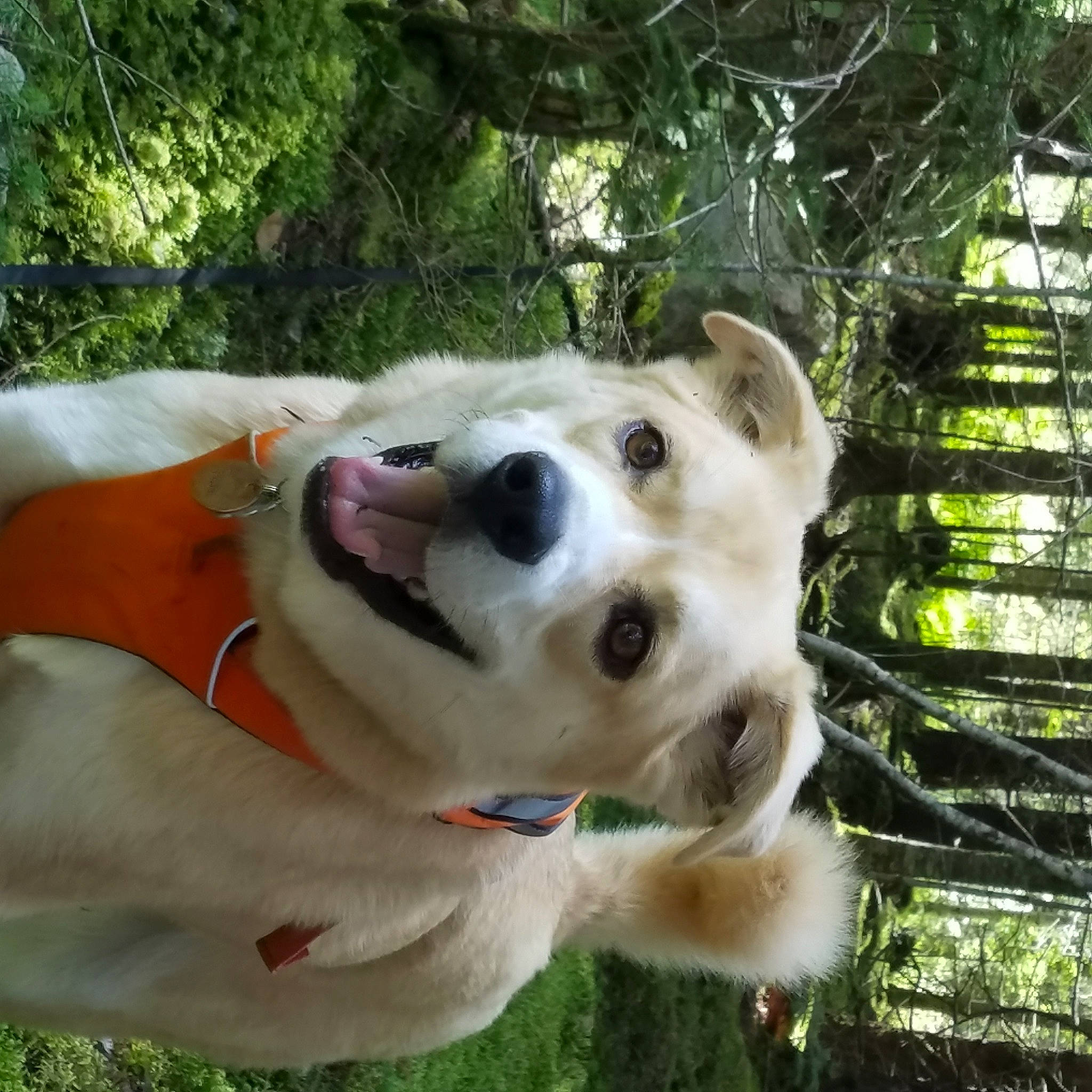 Pete joined the competition — help win amazing prizes! canidae, carnivore, collar, companion_dog, dog, dog_breed, dog_collar, dog_supply, fawn, grass, jaw, leash, pet_supply, plant, snout, sporting_group, terrestrial_animal, tree, whiskers, working_animal