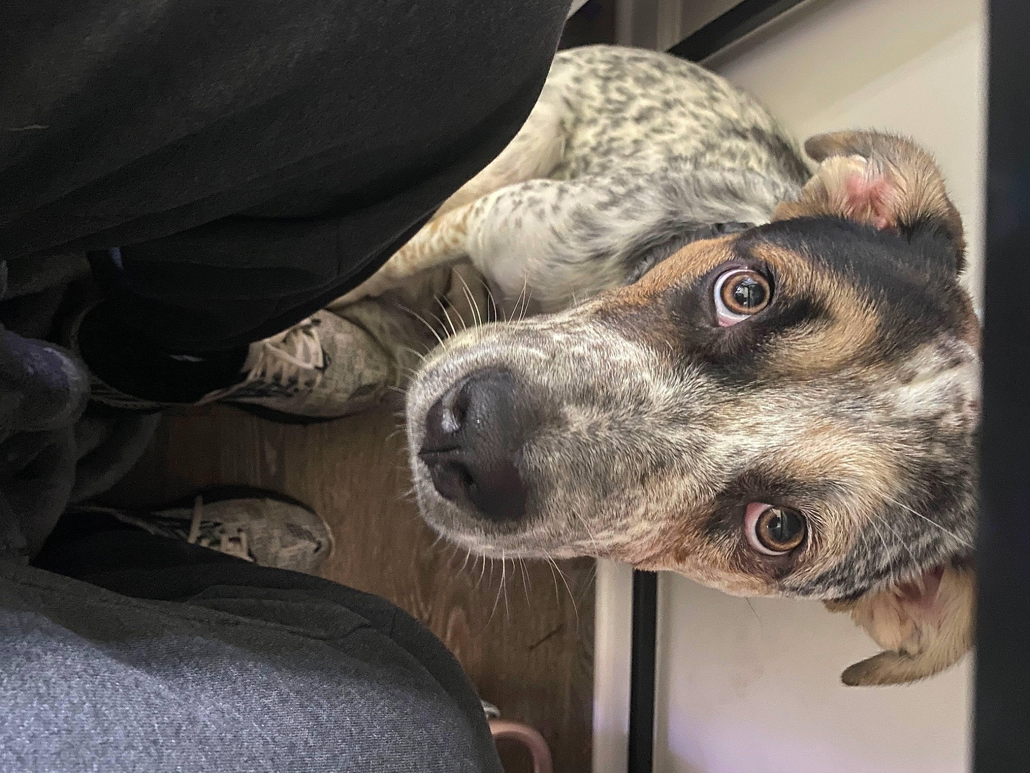 Kilo is registered to the contest to win money with this photo: australian_cattle_dog, canidae, carnivore, dog, dog_breed, feist, koolie, louisiana_catahoula_leopard_dog, lurcher, mammal, mountain_cur, nose, snout, sporting_group, whiskers