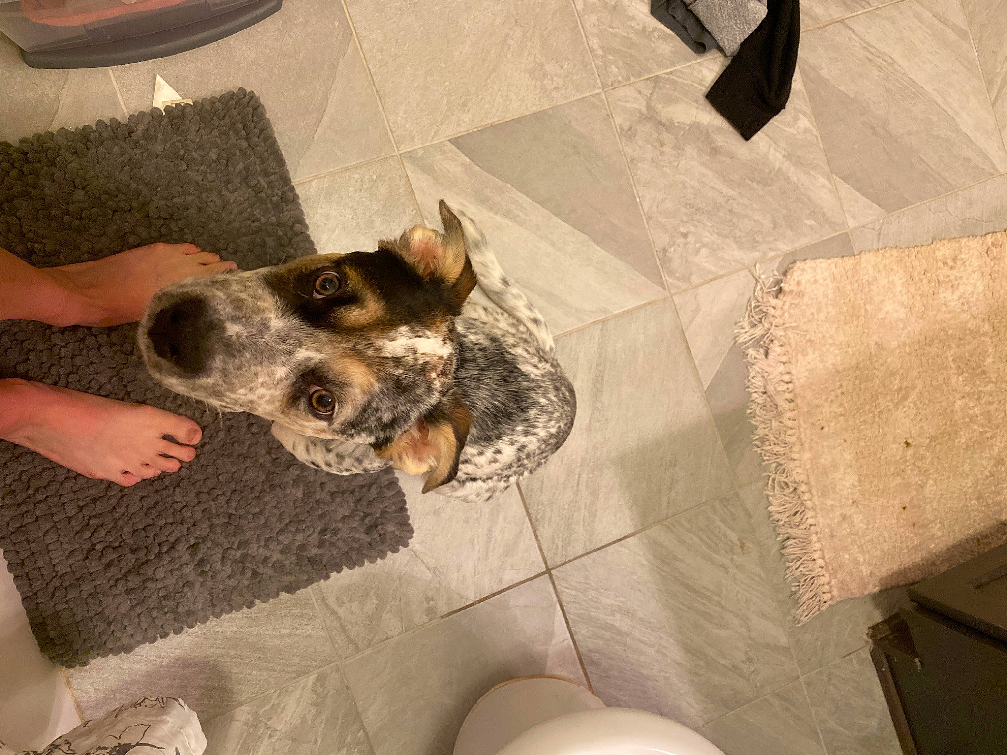 Kilo joined the competition — help win amazing prizes! canidae, carnivore, dog, dog_breed, floor, flooring, paw, snout, tile