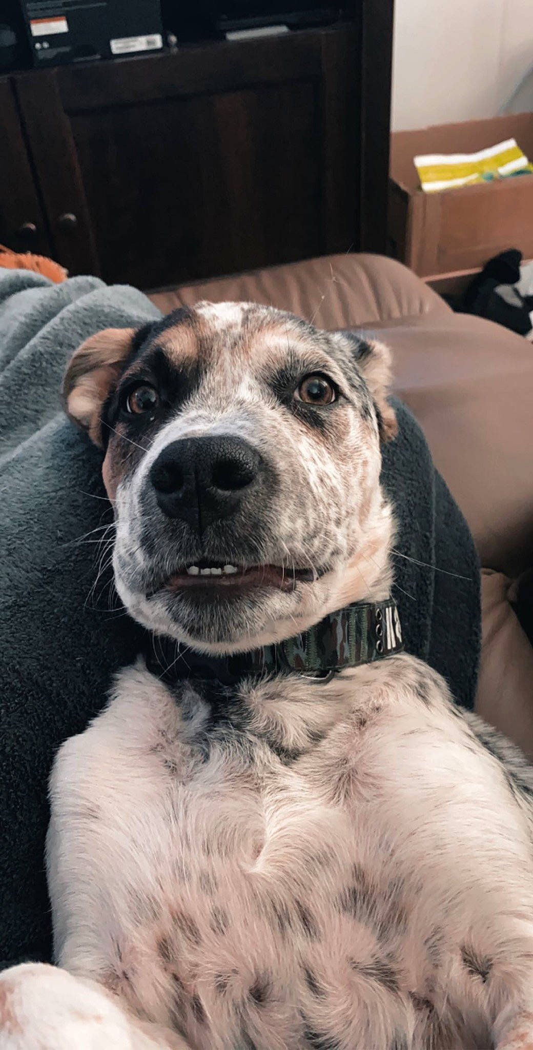 Kilo joined the competition — help win amazing prizes! american_pit_bull_terrier, american_staffordshire_terrier, canidae, carnivore, catahoula_bulldog, companion_dog, dog, dog_breed, mammal, non_sporting_group, snout, whiskers