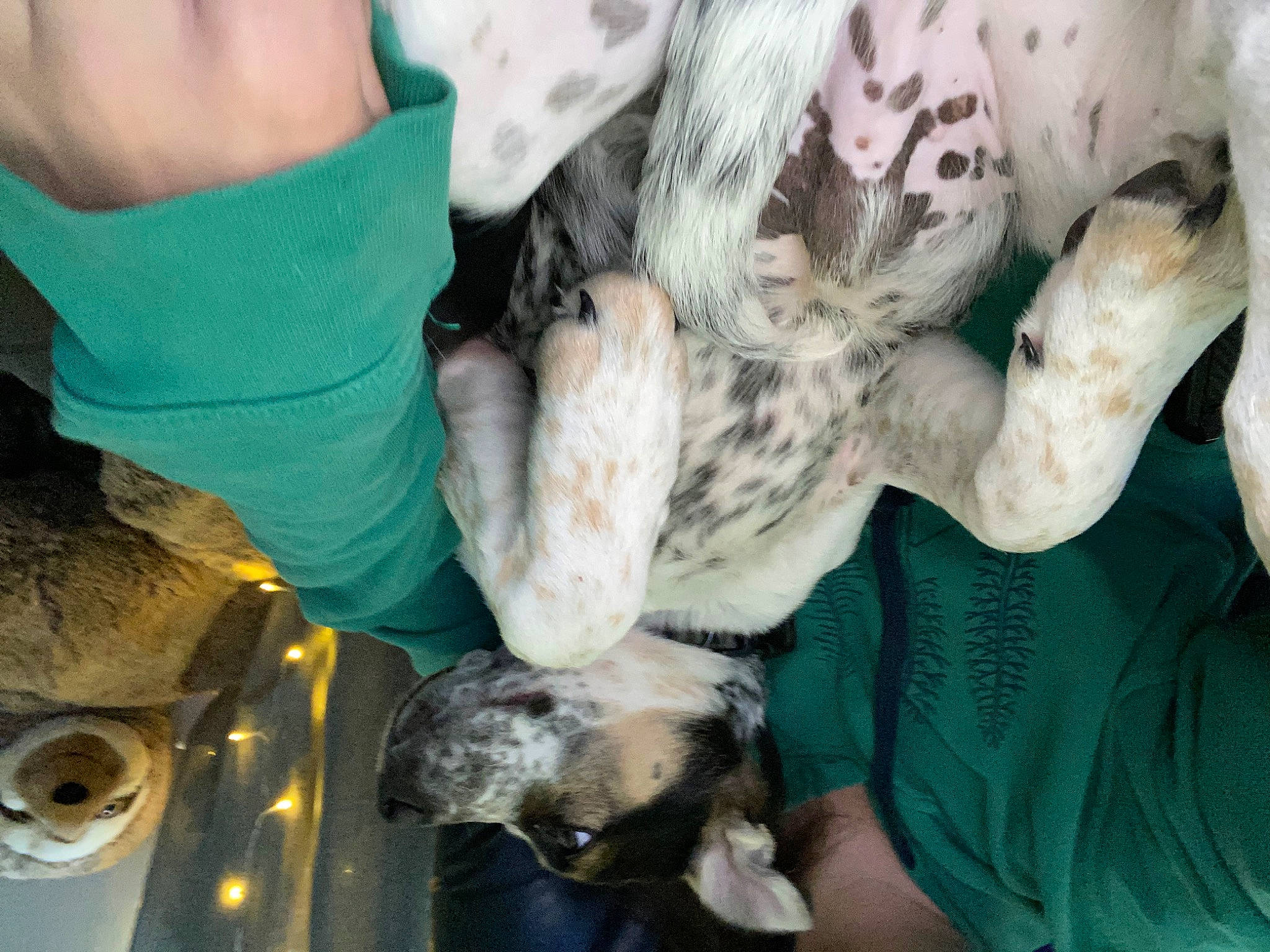 Kilo joined the competition — help win amazing prizes! canidae, fur, non_sporting_group, pointer