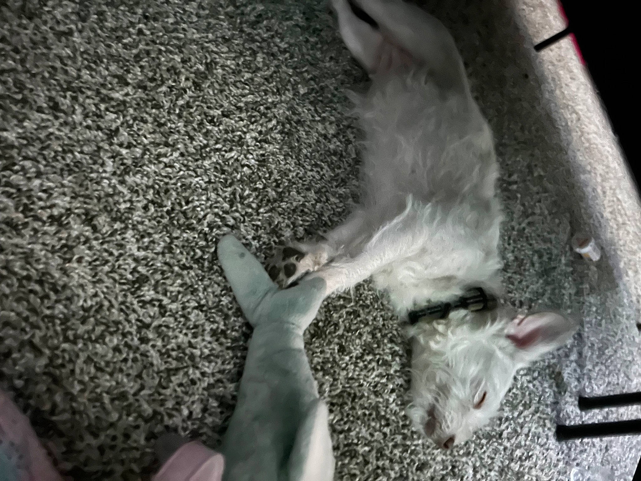 Daisy joined the competition — help win amazing prizes! carnivore, cat, claw, dog_breed, domestic_short_haired_cat, fawn, felidae, fur, gesture, grey, human_leg, mammal, monochrome, paw, pet_supply, small_to_medium_sized_cats, snout, tail, vertebrate, whiskers