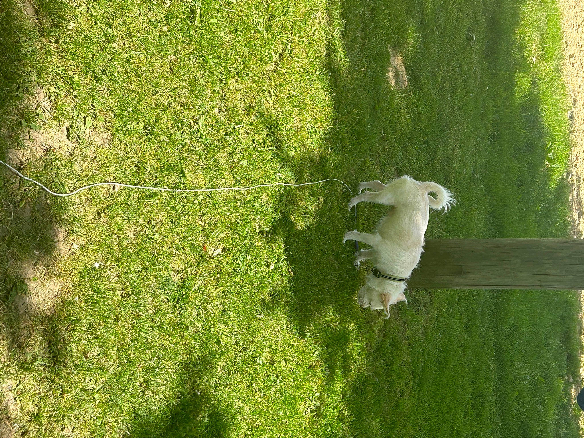 Daisy is registered to the contest to win money with this photo: botany, carnivore, companion_dog, dog, dog_breed, grass, grass_family, grassland, groundcover, lawn, meadow, natural_environment, pasture, people_in_nature, plant, shrub, sporting_group, tail, tree, vegetation