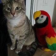 Laura participe au concours pour gagner de l'argent avec cette photo : animal, black, cat, close_up, colorful, cute, domestic_cat, feline, furniture, green, indoor, parrot, pet, plush_toy, red, sitting, soft_toy, tabby_cat, wooden_cabinet, yellow