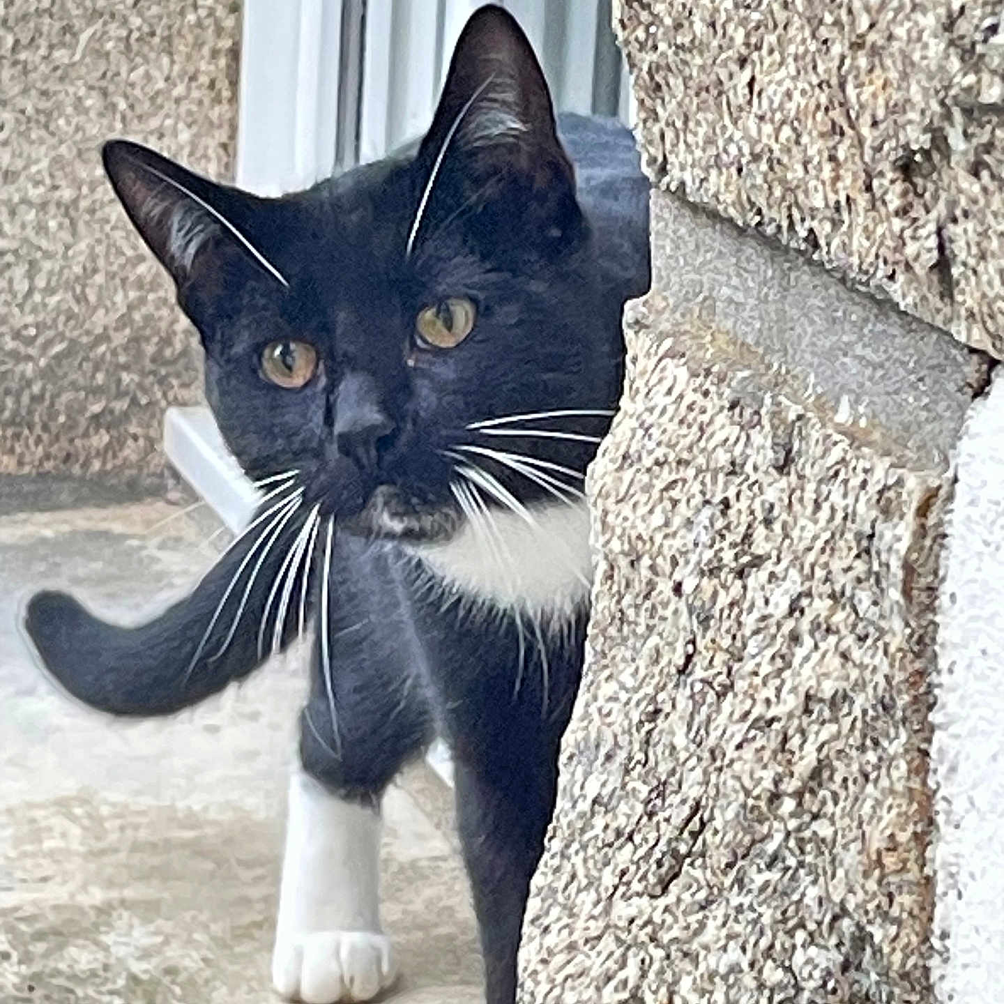 Kiran participe au concours pour gagner de l'argent avec cette photo : abyssinian, angora, animal, architecture, blackcat, building, cat, egyptiancat, kitten, manx, pet, slate, wall