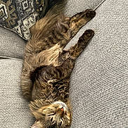 Draco is registered to the contest to win money with this photo: cat, tabby, sleeping, resting, couch, gray_couch, fluffy, pet, indoor, cozy, relaxed, animal, feline, paw, whiskers, fur, home, comfort, nap, cute