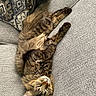 cat, tabby, sleeping, resting, couch, gray_couch, fluffy, pet, indoor, cozy, relaxed, animal, feline, paw, whiskers, fur, home, comfort, nap, cute