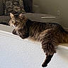 cat, tabby_cat, feline, lounging, tail, fur, indoor, couch, pillow, patterned_pillow, furry_pillow, home, relaxing, ledges, wall, texture, domestic_animal, pet, resting, cozy