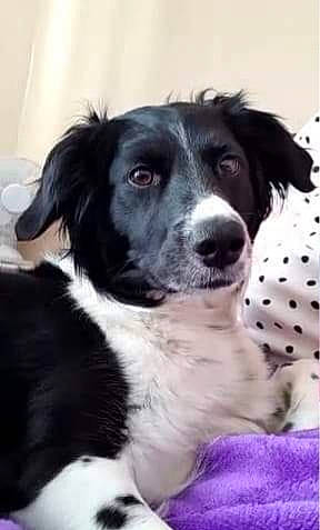 Lucha is registered to the contest to win money with this photo: borador, border_collie, canidae, carnivore, companion_dog, dog, dog_breed, fur, herding_dog, pattern, puppy, sporting_group, whiskers, working_animal, working_dog